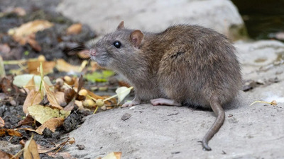 5 növény, amit utálnak a rágcsálók – így védd meg a kerted vegyszerek nélkül